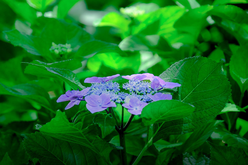 20180607_相模原北公園_あじさい_3