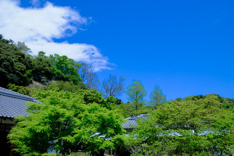 20170423_長寿寺シャガ_12