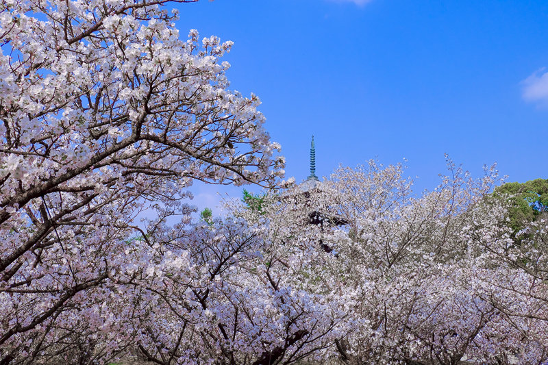 20180402_仁和寺_6