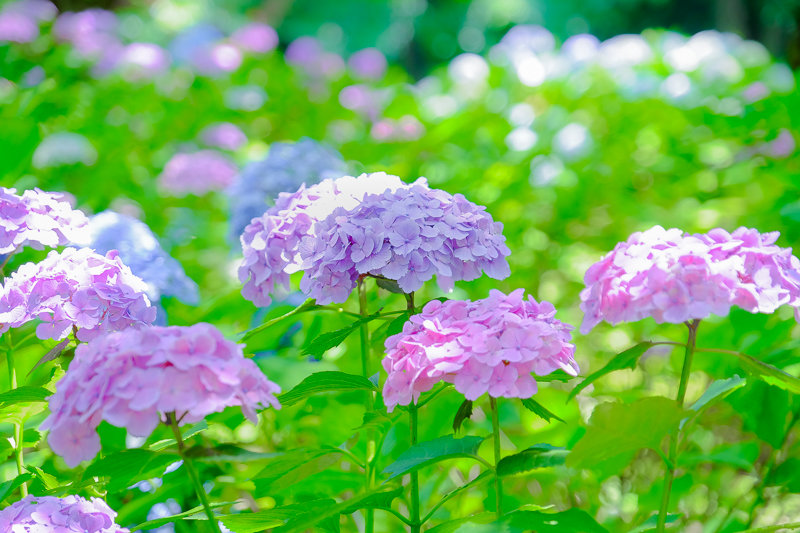 20170624_相模原北公園アナベル_10