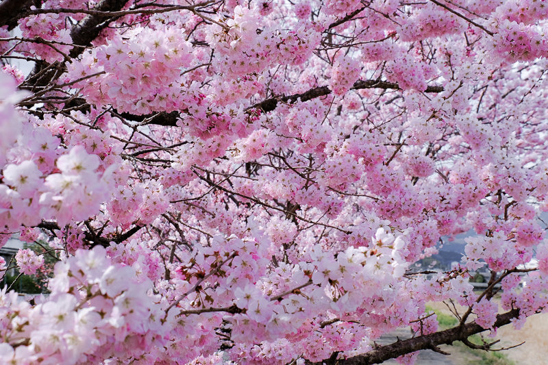 20190314_狩川春めき桜_5