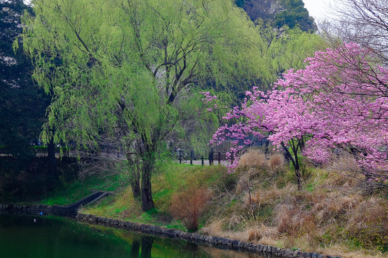 20180327_三ッ池公園桜__3