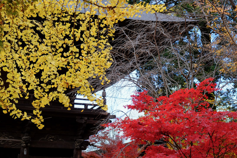 20171202_浄真寺紅葉_2