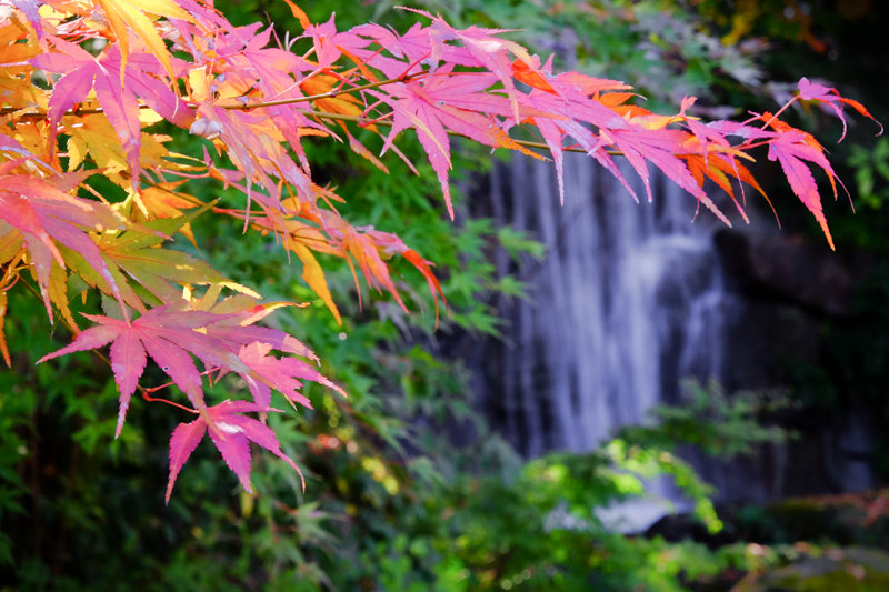 20171124_郷土の森紅葉_8