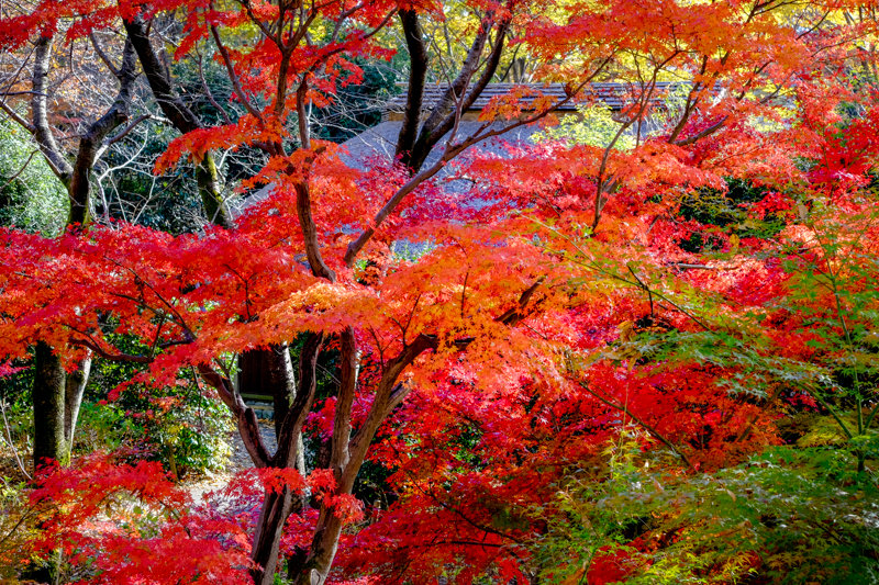 20171124_郷土の森紅葉_16