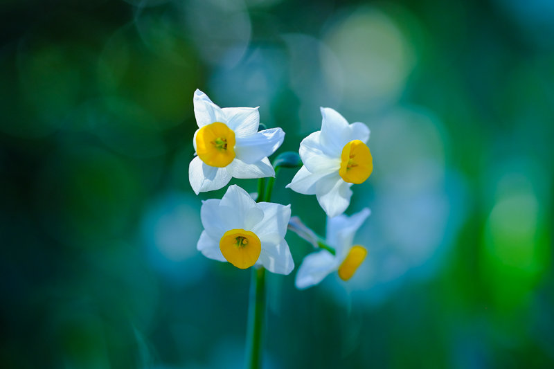20180112_吾妻山菜の花_10