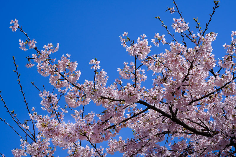 20190308_大船FS_桜_6