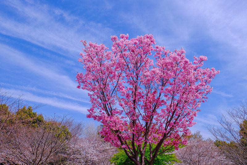 20180326_菅刈・西郷山公園桜_8
