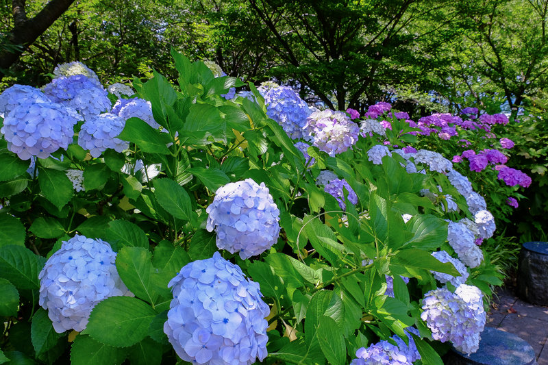 20170624_相模原北公園アナベル_4