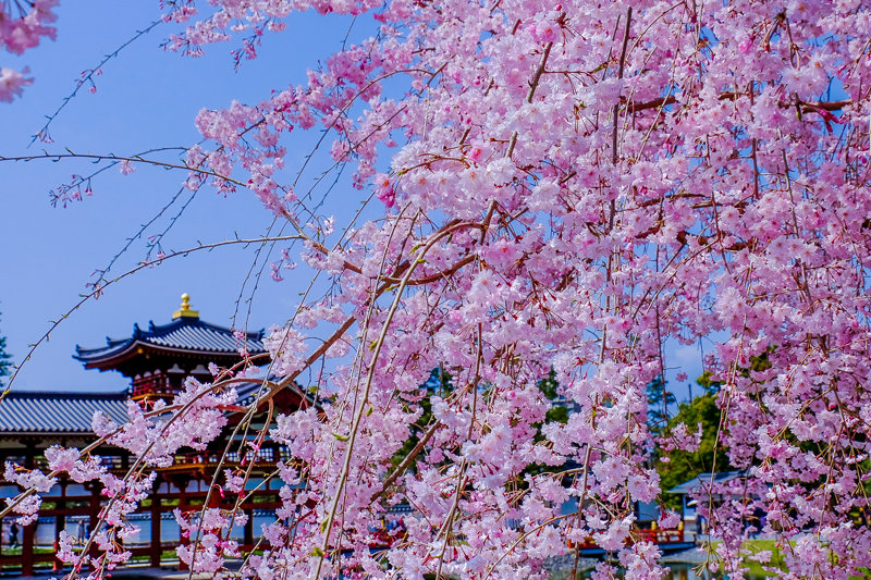 20180401_平等院_2