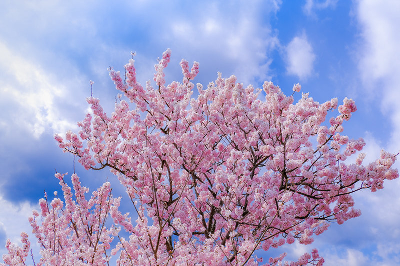 20190314_狩川春めき桜_6