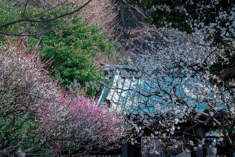 20180224_江ノ島河津桜_7