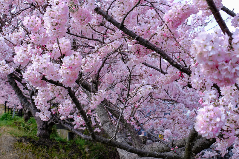 20190314_狩川春めき桜_9