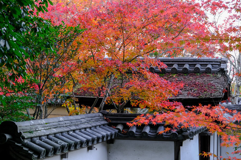 20181120_一休寺_5