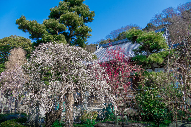 20180224_江ノ島河津桜_11