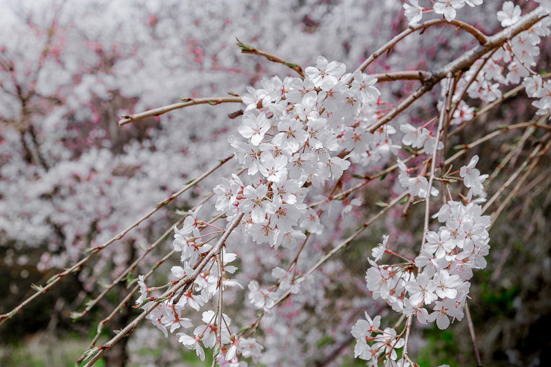 20180327_三ッ池公園桜__10