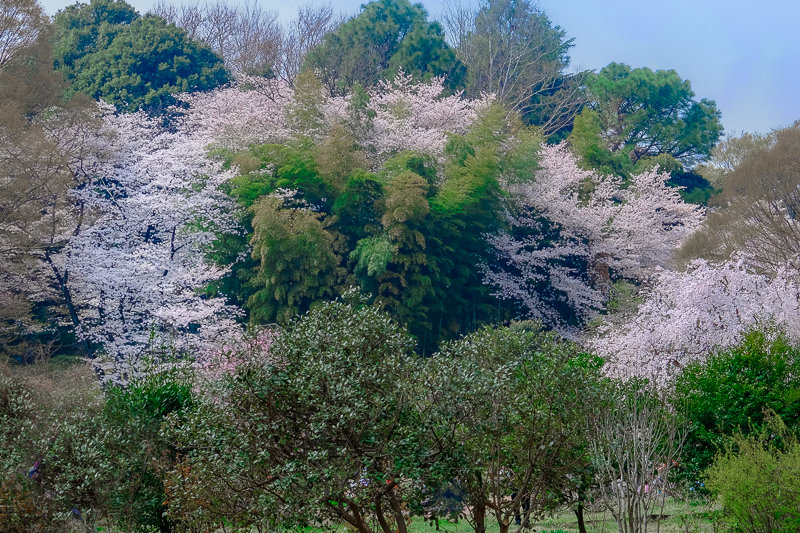 20180327_三ッ池公園桜__12