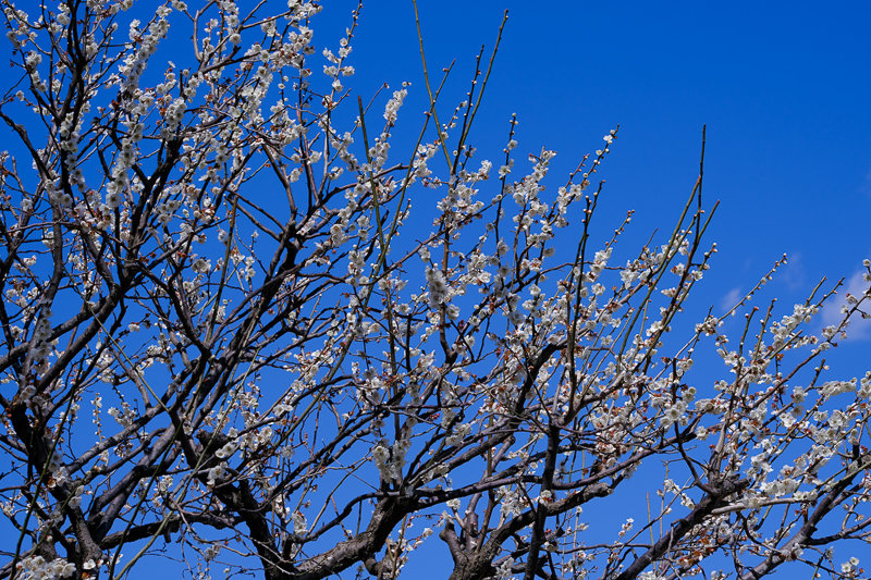 20190308_大船FS_桜_8