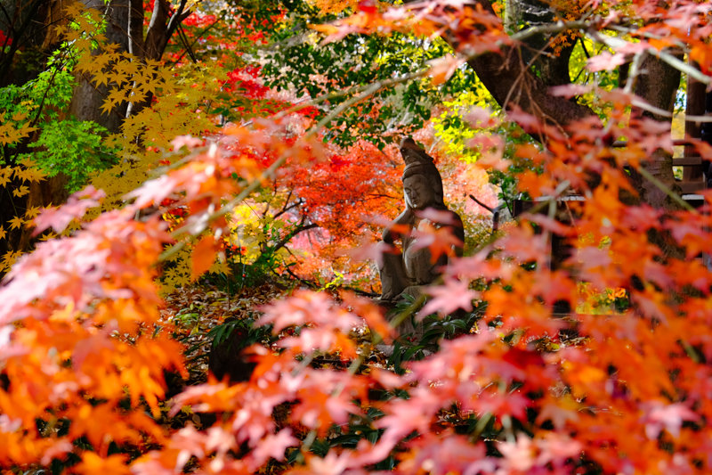 20171202_浄真寺紅葉_10