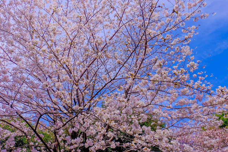 20180326_菅刈・西郷山公園桜_6