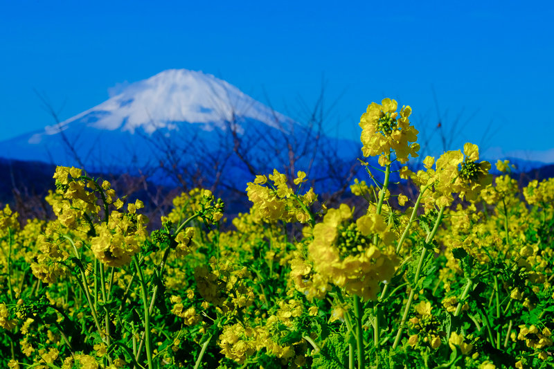 20180112_吾妻山菜の花_8