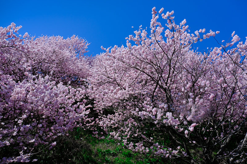 20190314_ハラネ春めき桜_9