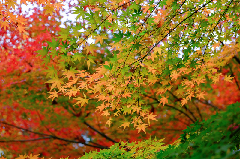 20171202_浄真寺紅葉_3