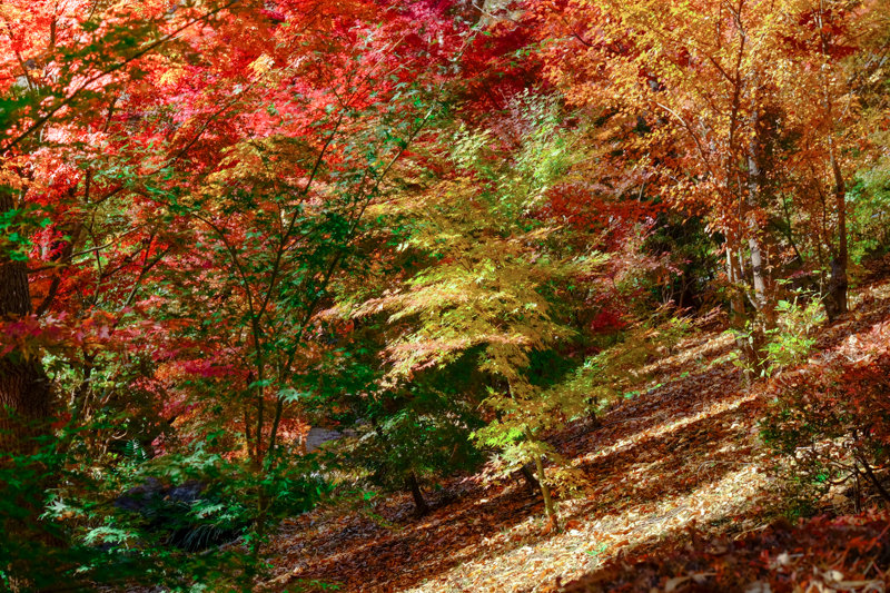 20171124_郷土の森紅葉_6