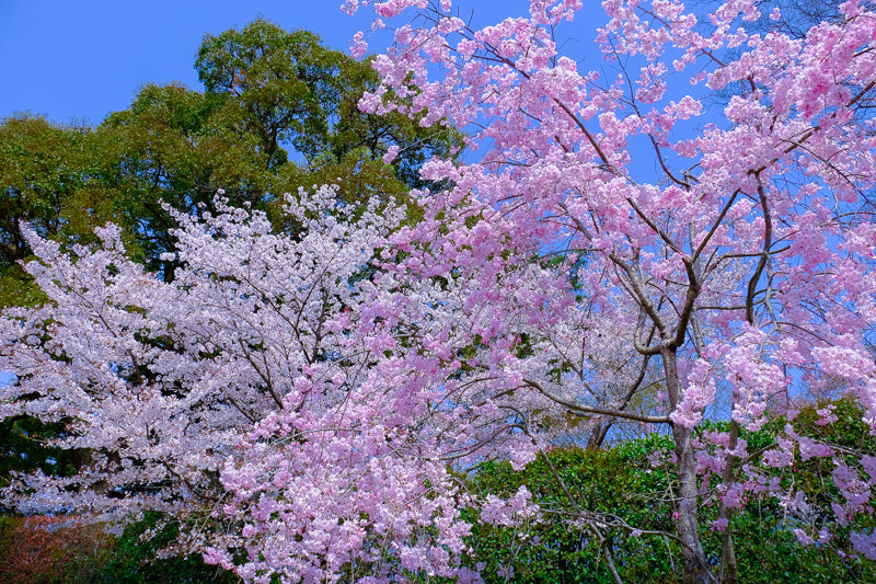 20180401_平等院_8