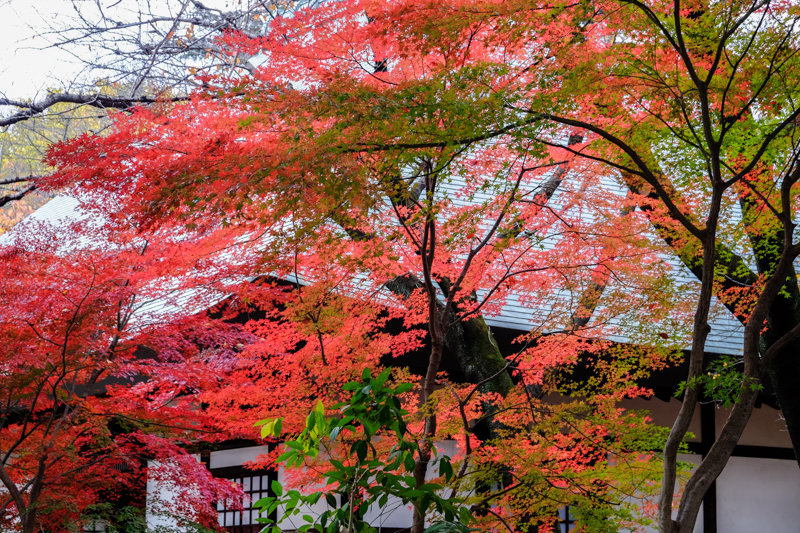 20171202_浄真寺紅葉_4