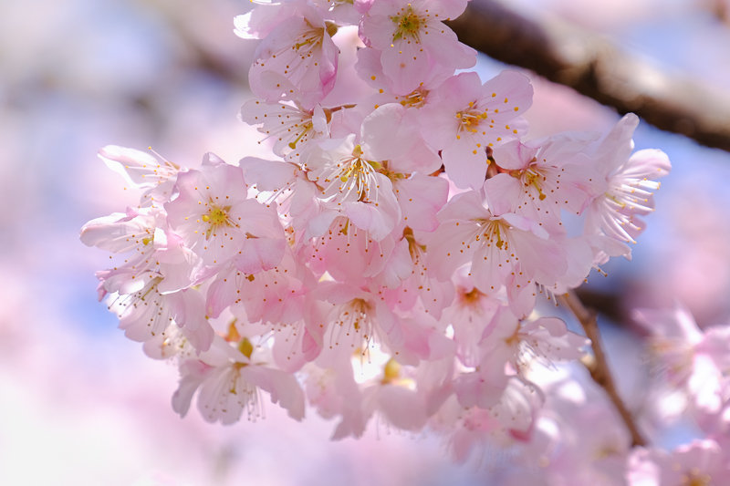 20190314_ハラネ春めき桜_3