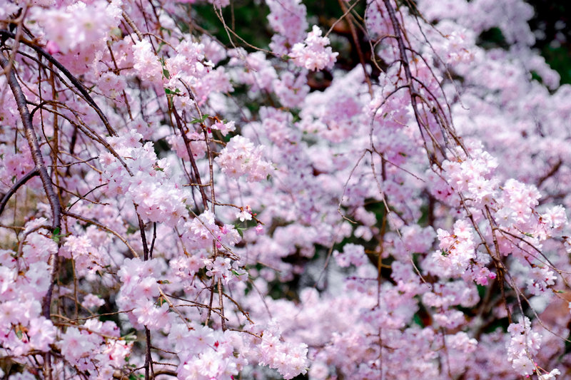 20180402_円山公園_2
