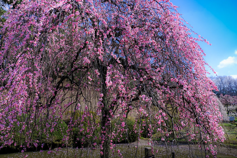 20190305_大倉山公園梅_8