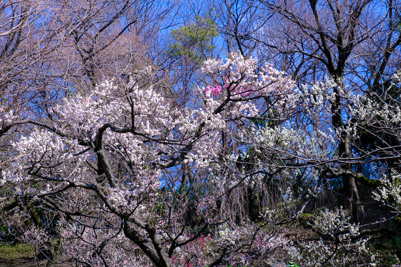 20190305_大倉山公園梅_12