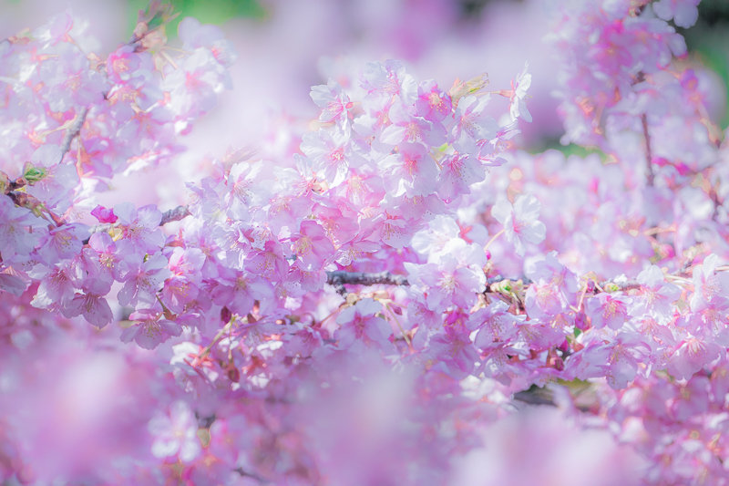 20180224_江ノ島河津桜_3