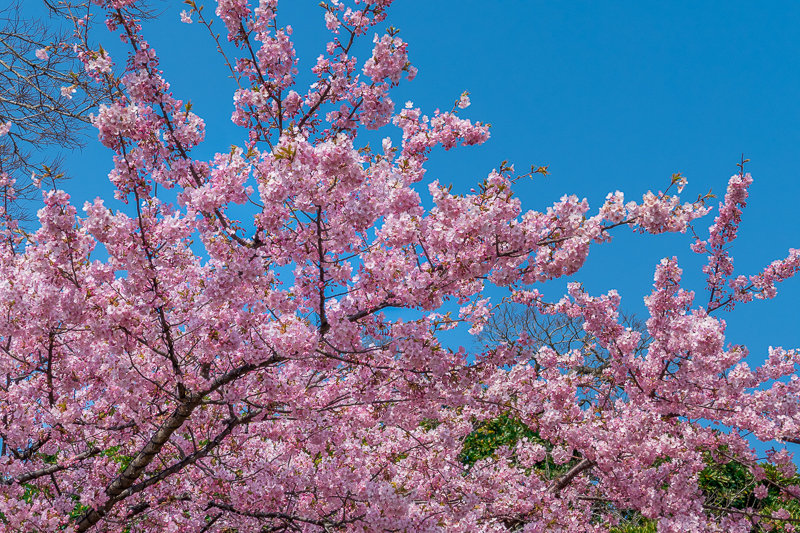 20180224_江ノ島河津桜_1