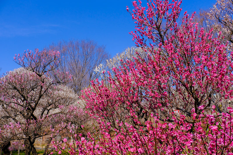 20190302_郷土の森梅_18