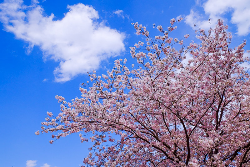 20170412_みなとみらい桜_5