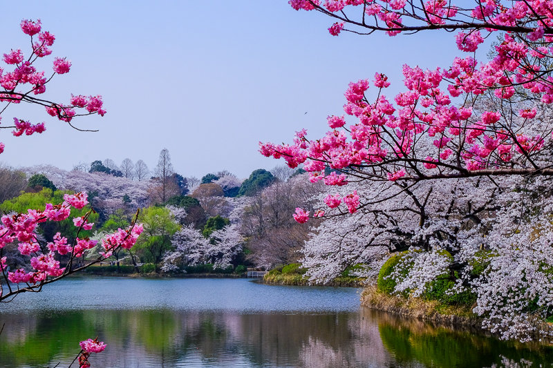 20180327_三ッ池公園桜__4