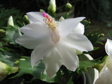 syakoba
