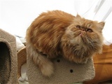 kuru