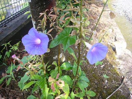 30朝顔