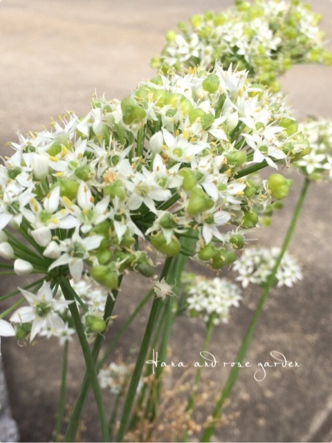 {CF99EF27-7E20-4D9B-8962-F602FE51FAA1:01}