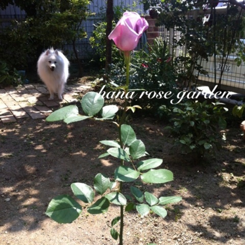 photo:01