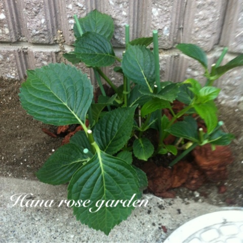 photo:03