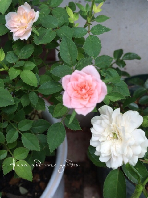 {A5250464-0456-4FF4-8A23-2BD007EF8884:01}