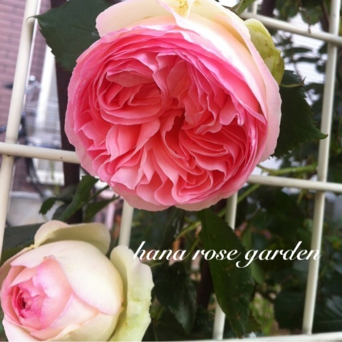 photo:02