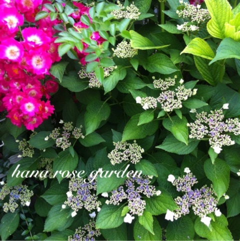 photo:01