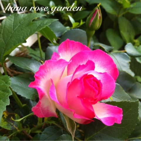 photo:05