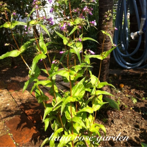 photo:04